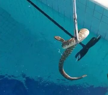 Vídeo: Durante caminhada, morador se depara com cobra cascavel no